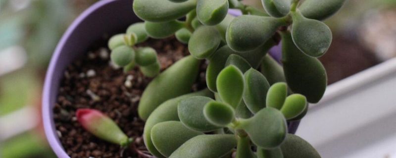 若歌诗的养殖方法和注意事项(图1)