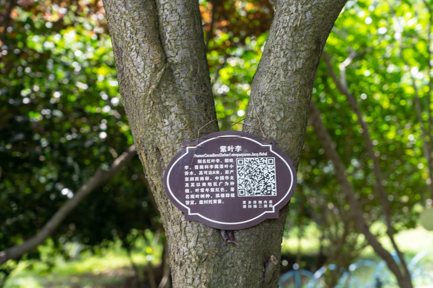 紫叶李 紫叶李