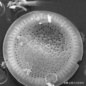 硅藻土是什么东西?硅藻泥和硅藻土有区别吗?看完你们自己品