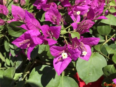 叶子花为什么不开花?叶子花的养殖方法和注意事项