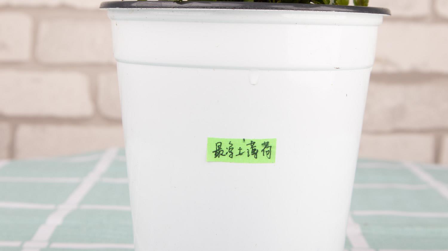 薄荷 薄荷