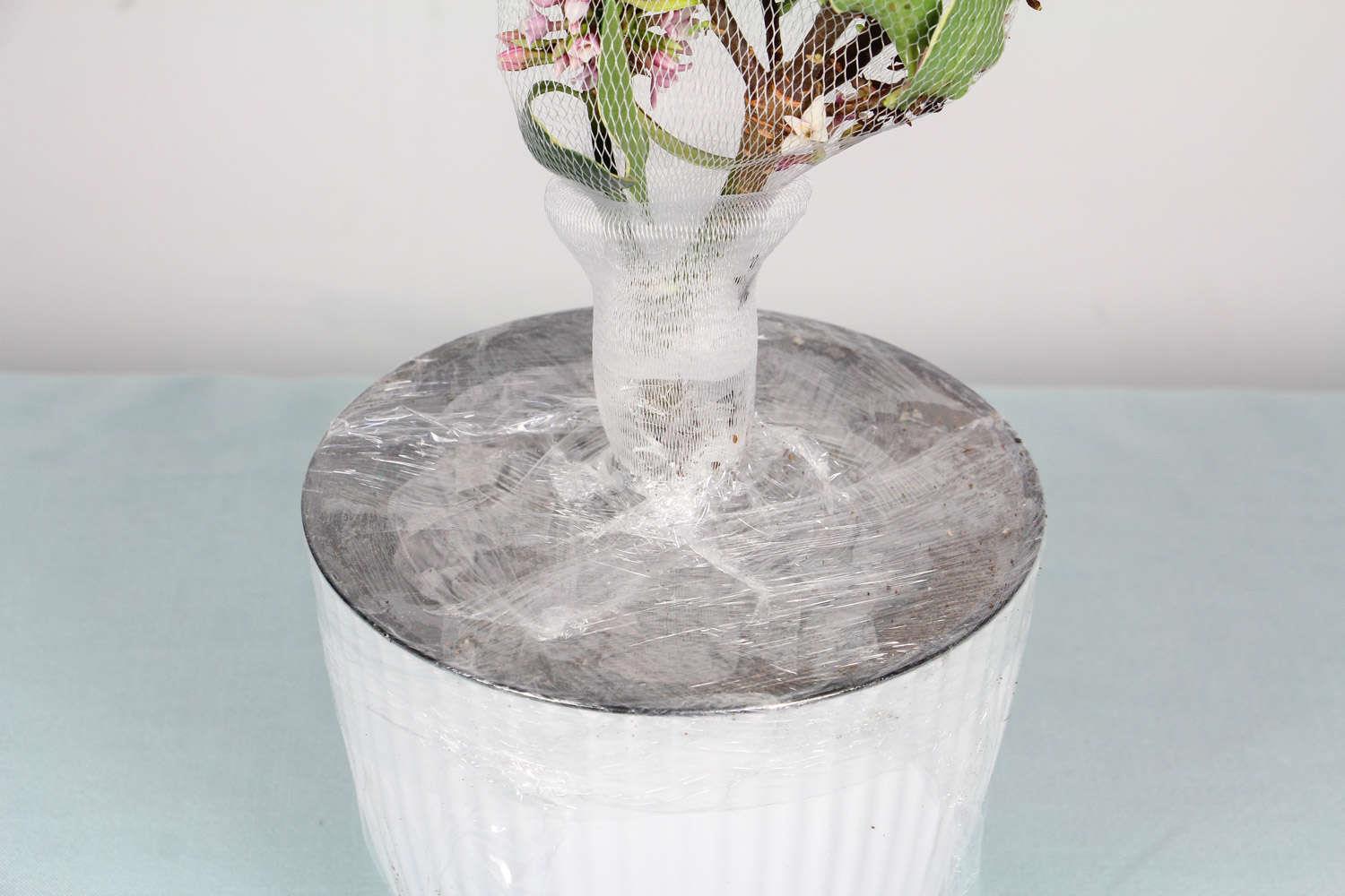 金边瑞香 金边瑞香