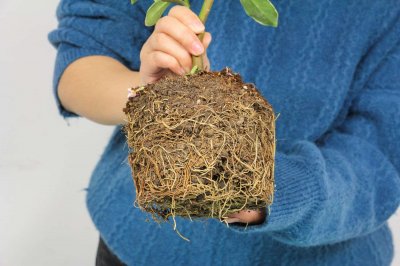 金边瑞香秋天怎么养