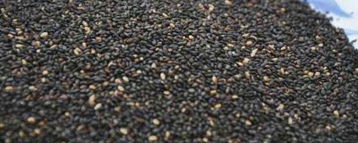 芝麻炒之前需要清洗吗 芝麻炒之前要不要洗一下在炒呢