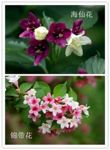 海仙花和锦带花的区别