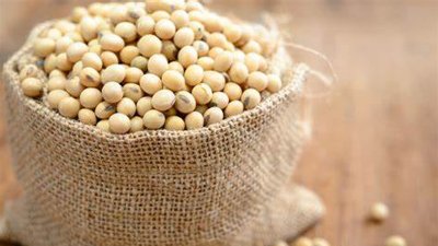 霉豆子的营养价值