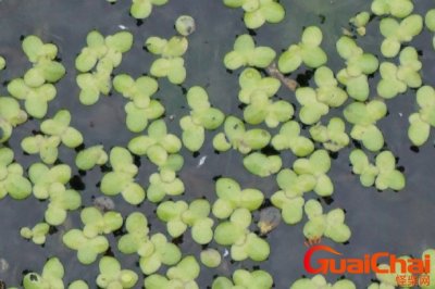 芜萍花 芜萍图片