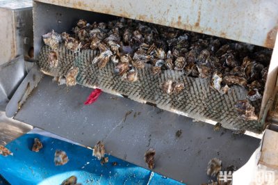 牡蛎多少钱一斤(牡蛎对男性性功能有用吗)