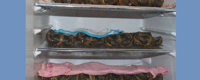 ​大闸蟹怎么储藏可以活得久一点[大闸蟹怎样保存活的时间长]