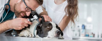 狗狗的牙齿掉了怎么办 狗狗牙齿掉了会不会长新牙