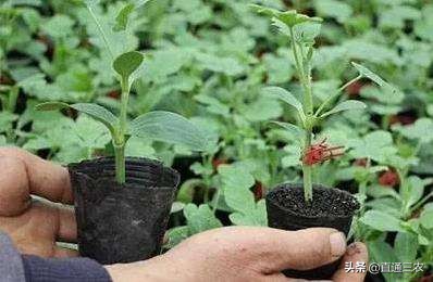 西瓜育苗方法和时间(西瓜播种育苗的详细方法)