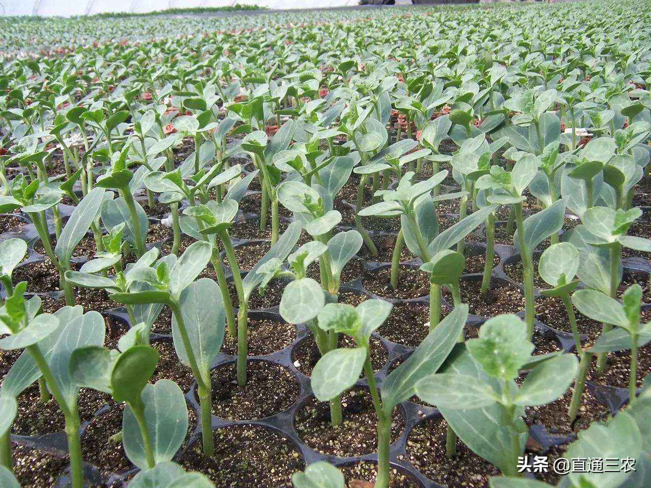 西瓜育苗方法和时间(西瓜播种育苗的详细方法)