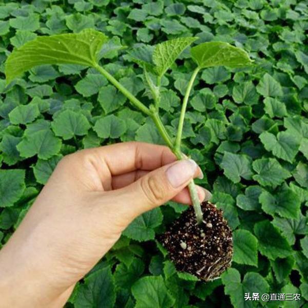 西瓜育苗方法和时间(西瓜播种育苗的详细方法)