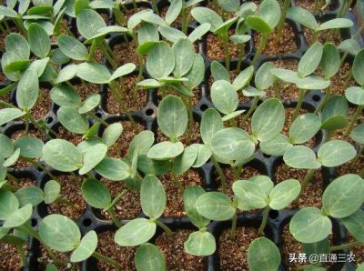 西瓜育苗方法和时间(西瓜播种育苗的详细方法)