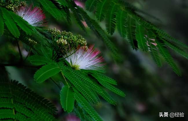 合欢花什么时候开(合欢花的花期时间和功效)