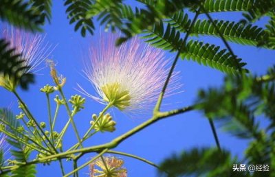 合欢花什么时候开(合欢花的花期时间和功效)