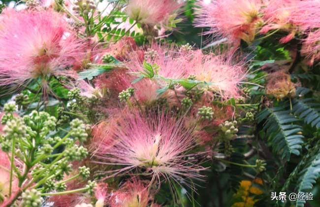 合欢花什么时候开(合欢花的花期时间和功效)