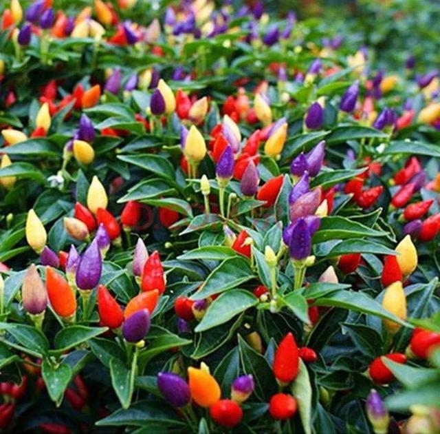 关于辣椒的植物小百科(植物百科:观赏辣椒)(5)