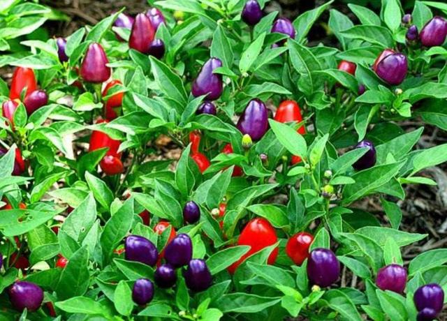 关于辣椒的植物小百科(植物百科:观赏辣椒)(1)