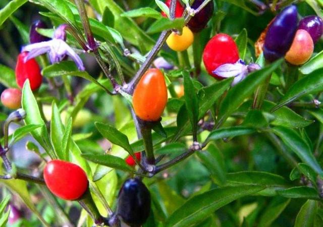 关于辣椒的植物小百科(植物百科:观赏辣椒)(6)