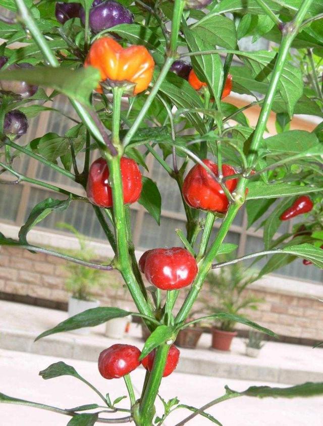 关于辣椒的植物小百科(植物百科:观赏辣椒)(4)