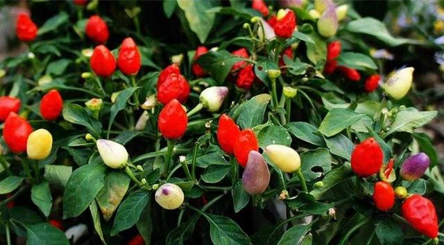 关于辣椒的植物小百科(植物百科:观赏辣椒)(2)