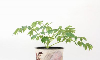 芍药牡丹,1粒种子就能种出来,开花比脸大!