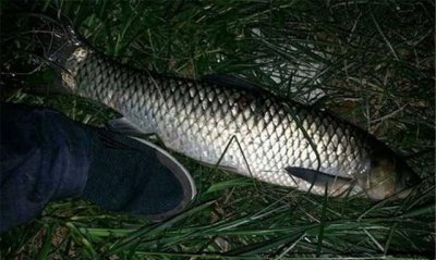 晚上钓草鱼浮钓还是底钓比较好(挂草钓草鱼方法)