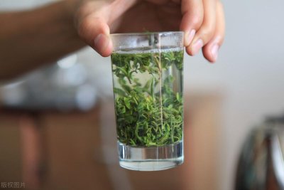 谷雨茶和明前茶区别大吗(谷雨茶和明前茶哪个冲泡更好喝)