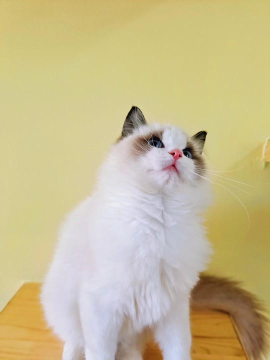 海双布偶猫和蓝双布偶猫的区别(图文讲解2种猫的区别)