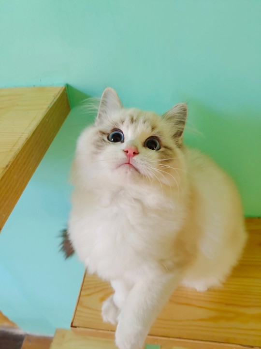 海双布偶猫和蓝双布偶猫的区别(图文讲解2种猫的区别)