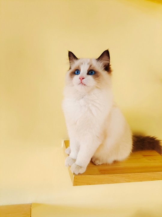 海双布偶猫和蓝双布偶猫的区别(图文讲解2种猫的区别)