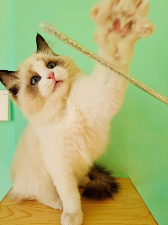 海双布偶猫和蓝双布偶猫的区别(图文讲解2种猫的区别)