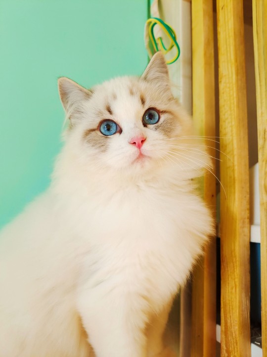 海双布偶猫和蓝双布偶猫的区别(图文讲解2种猫的区别)