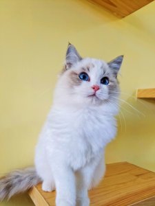 海双布偶猫和蓝双布偶猫的区别(图文讲解2种猫的区别)