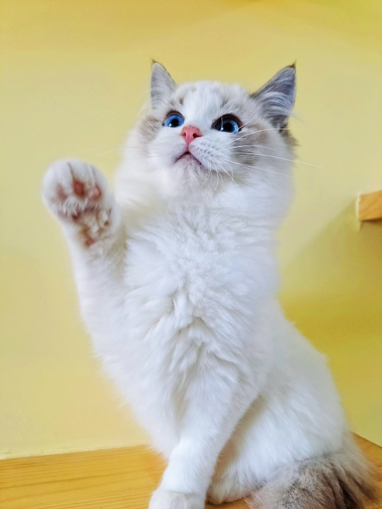 海双布偶猫和蓝双布偶猫的区别(图文讲解2种猫的区别)
