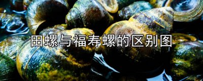 田螺与福寿螺有啥区别 田螺与福寿螺都能吃吗