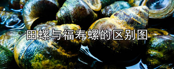 田螺与福寿螺有啥区别 田螺与福寿螺都能吃吗