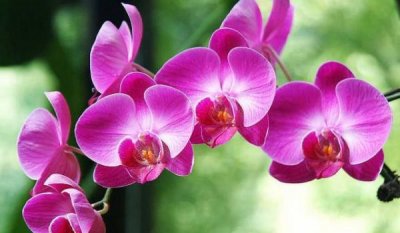 蝴蝶兰花语和寓意是什么?蝴蝶兰花语寓意象征