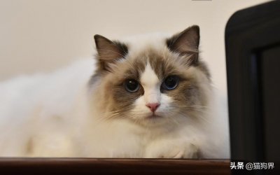 猫怎么知道配没配成功(如何知道猫猫配没配上)