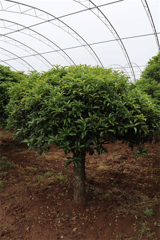 桂花 桂花
