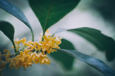 桂花的扦插方法