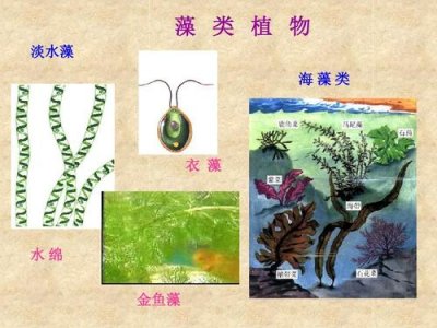 水藻分类(什么是水藻)