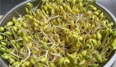 黄豆芽变绿后怎么样可以让它变黄