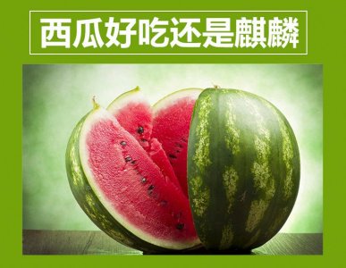 ​麒麟瓜和普通西瓜区别（ 麒麟瓜是西瓜吗）
