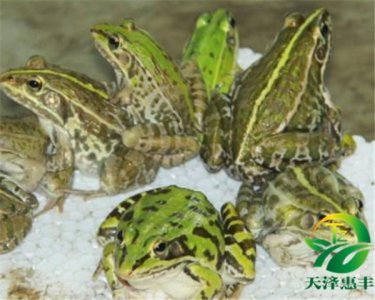 ​青蛙的养殖技术有哪些方法