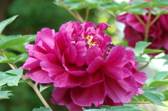 牡丹叶子出来了为什么没有花蕾(图3)