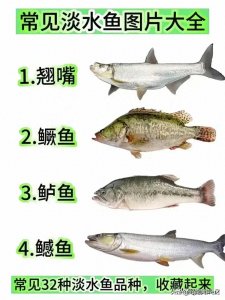 ​中国淡水鱼图鉴（全），钓鱼爱好者收藏