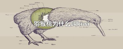 ​猕猴桃为什么叫kiwi