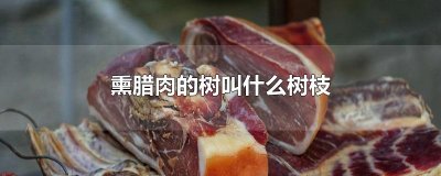 ​熏腊肉的树叫什么树枝